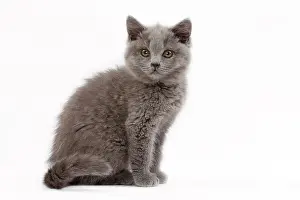 Shorthair: 80200851 Cat - British Shorthair kitten Jean-Michel