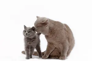 Shorthair: 80200852 Cat - British Shorthair with kitten Jean-Michel