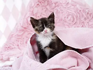 Labat: 80200855 Cat - kitten Jean-Michel Labat All images