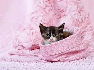 Labat: 80200856 Cat - kitten Jean-Michel Labat All images