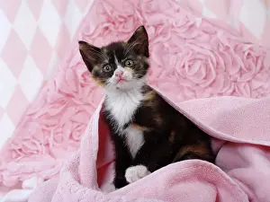 Labat: 80200859 Cat - kitten Jean-Michel Labat All images