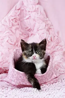 Labat: 80200860 Cat - kitten Jean-Michel Labat All images