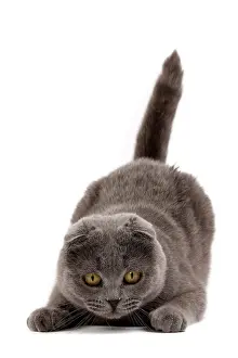 Fold: 80200861 Cat - Scottish Fold Jean-Michel Labat All