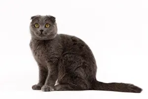 Fold: 80200862 Cat - Scottish Fold Jean-Michel Labat All