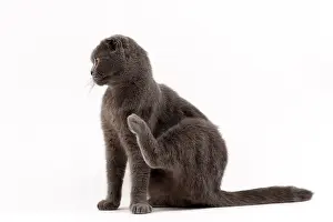 Fold: 80200863 Cat - Scottish Fold Jean-Michel Labat All