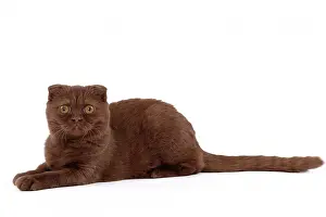Fold: 80200864 Cat - Scottish Fold Jean-Michel Labat All