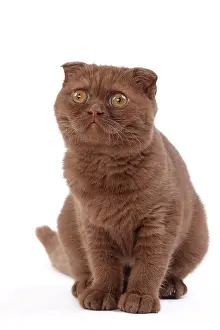 Fold: 80200865 Cat - Scottish Fold Jean-Michel Labat All