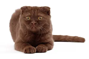 Fold: 80200866 Cat - Scottish Fold Jean-Michel Labat All