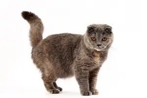Fold: 80200867 Cat - Scottish Fold Jean-Michel Labat All