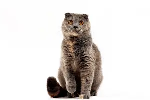 Fold: 80200868 Cat - Scottish Fold Jean-Michel Labat All