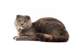 Fold: 80200869 Cat - Scottish Fold Jean-Michel Labat All