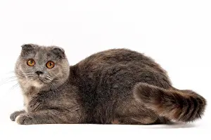 Fold: 80200870 Cat - Scottish Fold Jean-Michel Labat All