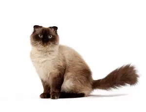 Fold: 80200871 Cat - Highland Fold Jean-Michel Labat All