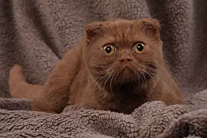 Fold: 80200873 Cat - Scottish Fold Jean-Michel Labat All