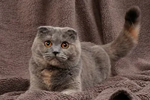 Fold: 80200874 Cat - Scottish Fold Jean-Michel Labat All