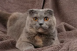 Fold: 80200875 Cat - Scottish Fold Jean-Michel Labat All