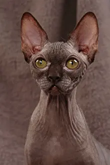 Sphynx: 80200880 Cat - Sphynx Jean-Michel Labat All images