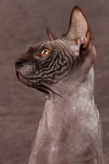 Sphynx: 80200881 Cat - Sphynx Jean-Michel Labat All images