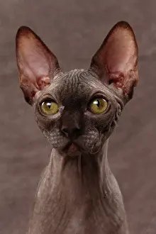 Sphynx: 80200882 Cat - Sphynx Jean-Michel Labat All images