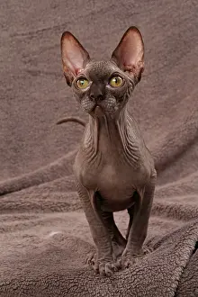 Sphynx: 80200883 Cat - Sphynx Jean-Michel Labat All images