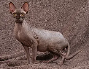 Sphynx: 80200884 Cat - Sphynx Jean-Michel Labat All images