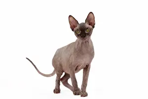 Sphynx: 80200885 Cat - Sphynx Jean-Michel Labat All images