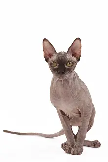 Sphynx: 80200886 Cat - Sphynx Jean-Michel Labat All images