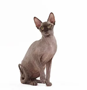 Sphynx: 80200887 Cat - Sphynx Jean-Michel Labat All images