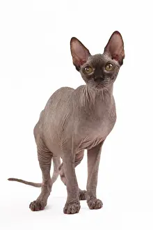 Sphynx: 80200888 Cat - Sphynx Jean-Michel Labat All images