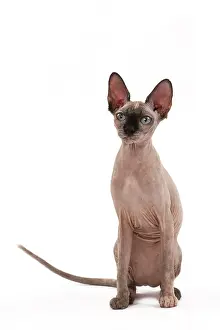 Sphynx: 80200889 Cat - Sphynx Jean-Michel Labat All images
