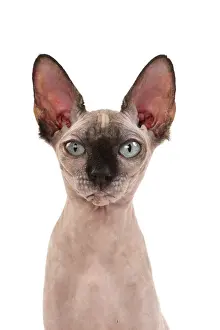 Sphynx: 80200891 Cat - Sphynx Jean-Michel Labat All images