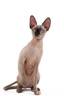Sphynx: 80200892 Cat - Sphynx Jean-Michel Labat All images