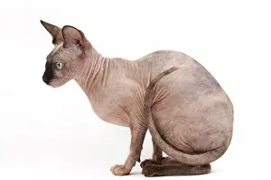 Sphynx: 80200894 Cat - Sphynx Jean-Michel Labat All images