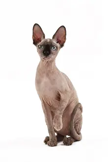 Sphynx: 80200895 Cat - Sphynx Jean-Michel Labat All images