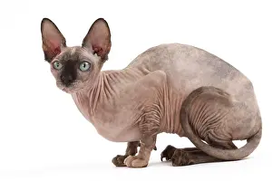 Sphynx: 80200897 Cat - Sphynx Jean-Michel Labat All images
