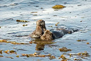 Doc White: 80200979 California Sea Otter - mother and pup feeding