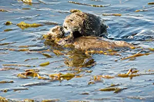 Doc White: 80200980 California Sea Otter - mother and pup feeding