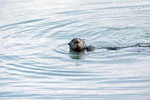 Doc White: 80200981 California Sea Otter Morro Bay, California