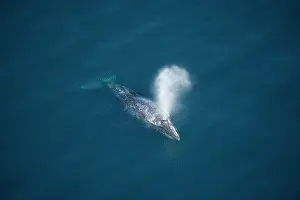 Doc White: 80200982 Gray / Grey Whale - aerial view of whale