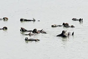 Doc White: 80200983 California Sea Otter - raft of male sea