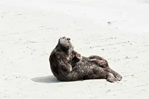 Doc White: 80200984 California Sea Otter - hauled out on the