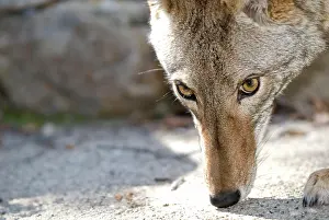 Doc White: 80200985 Coyote Southern California, USA Canis latrans