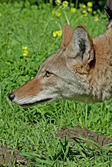 Doc White: 80200986 Coyote Southern California, USA Canis latrans