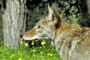 Doc White: 80200987 Coyote Southern California, USA Canis latrans