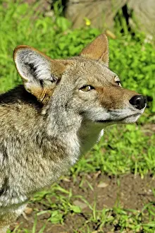 Doc White: 80200988 Coyote Southern California, USA Canis latrans