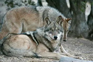 Center: 80200989 Arctic Gray Wolf - Calfiornia Wolf Center