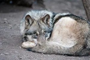 Center: 80200990 Arctic Gray Wolf - Calfiornia Wolf Center