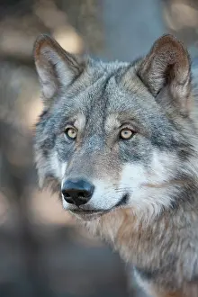 Center: 80200991 Arctic Gray Wolf - Calfiornia Wolf Center