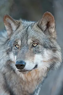 Doc White: 80200992 Arctic Gray Wolf - Calfiornia Wolf Center