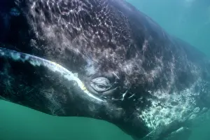 Ignacio: 80200993 Gray / Grey Whale - underwater San Ignacio
